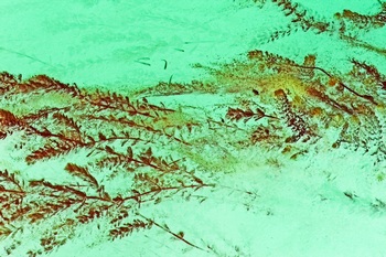 N 061C